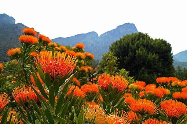 Pincushion proteas flowering in Western Cape fynbos